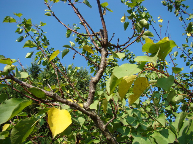 Sviluppo vegetale dell'' albicocco Prunus armeniaca